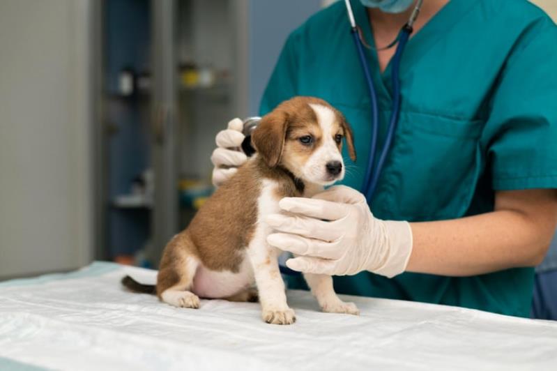 Yağlıdere Veteriner